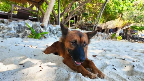 Dog panting at seashore in summer. Vídeo Stock 274119979