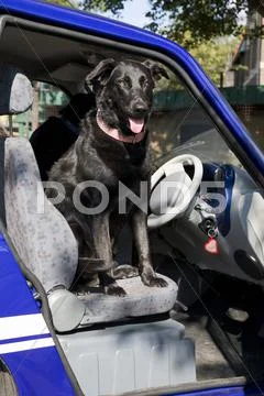 Dog Panting On Seat Of Electric Car