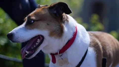 Dog panting in the sun, slow motion Stock-Footage 74900758