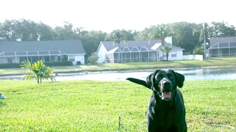 Dog pants in slow motion Stock Footage 80967828