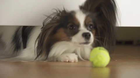 Dog Papillon looks under the bed and tries to reach the ball in living room Stock Footage