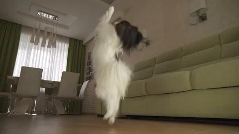 Dog Papillon walks on its hind legs and dances in living room stock footage Stock Footage