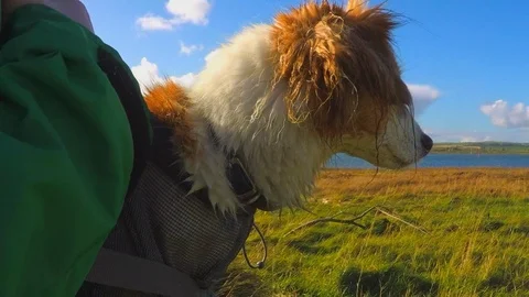 Dog in a papoose walking with owner beside a river Stock Footage