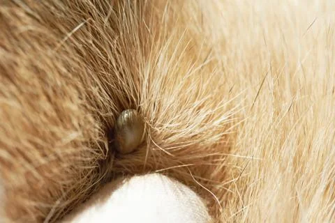Dog parasite theme Stock Photos