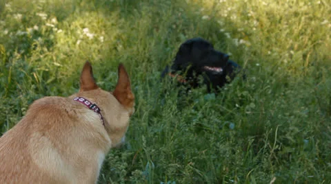 Dog in the Park Stock Footage 25191187