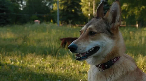 Dog in the Park Stock Footage 25191191