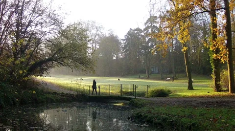Dog in the park. Stock Footage 33577042