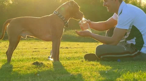 Dog in the park Video stock 49392755