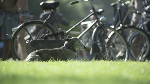 Dog in a park Stockbeeldmateriaal 78180149