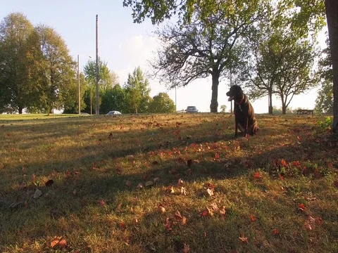 Dog in Park Stock Footage 80353334