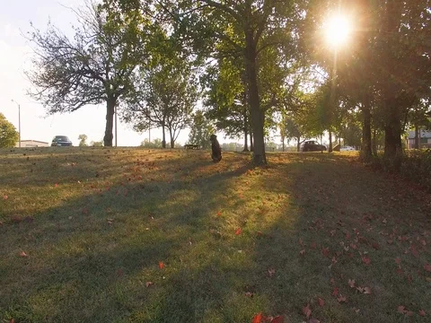 Dog in the park Stock Footage 80353881