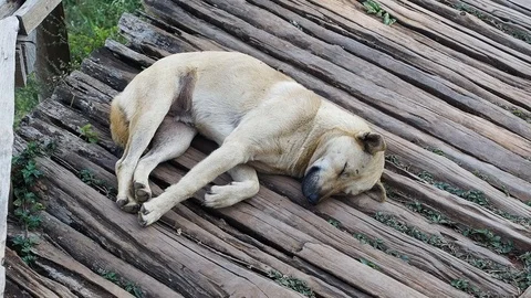 Dog in the park Video stock 102593437