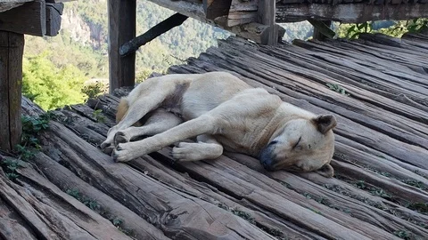 Dog in the park Stock Footage 102595301