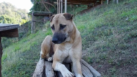 Dog in the park Video stock 102595512