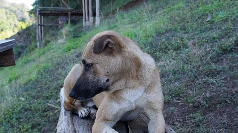 Dog in the park Video stock 102596228