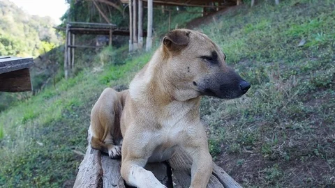 Dog in the park Video stock 102596624