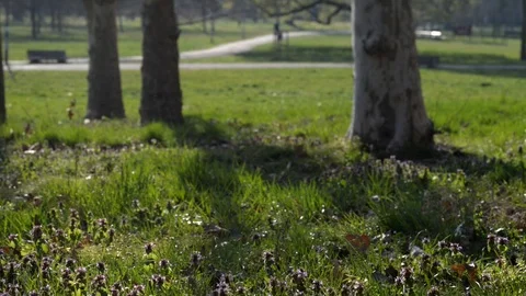 With dog at park Stock Footage 105450328