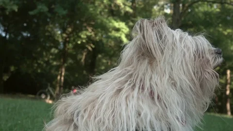 Dog in a park Stock Footage 111457857