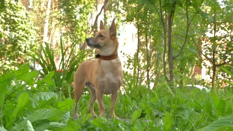 Dog in the park. Stock Footage 114879622