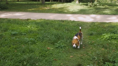 Dog in the park Stock Footage 117675094