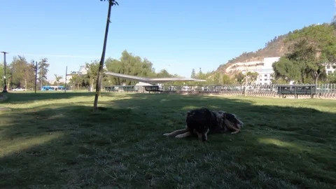 Dog in the park Stock Footage 123488715