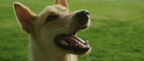 Dog at a Park Stock Footage 133541005