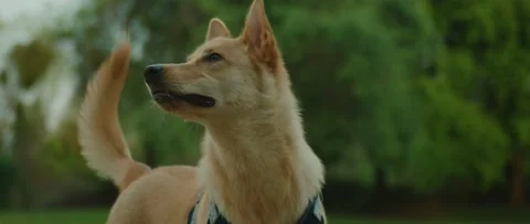 Dog at the Park Stock Footage 133541024