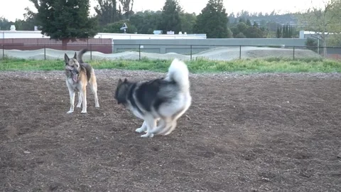 Dog Park Vídeos de archivo 152601869