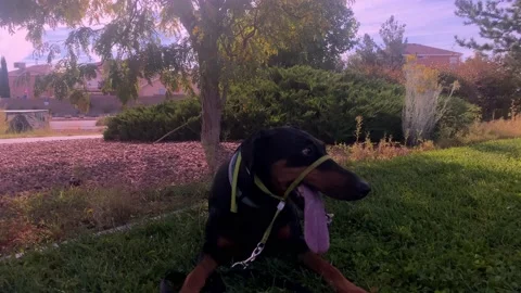 Dog at park  Stock Footage 214420024