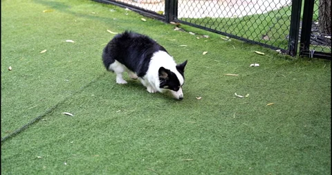 The dog park has many different types of dogs in it Stock Footage 297660014