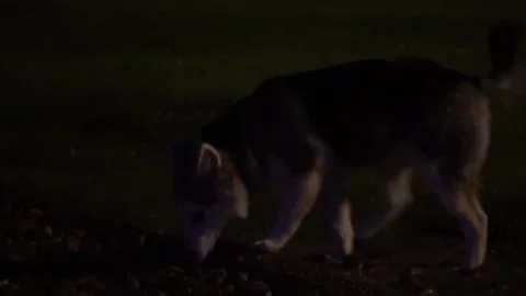 Dog Park at Night Video stock 137038411