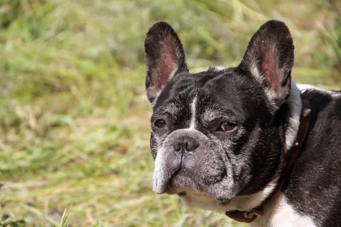 Dog on park Stock Photos