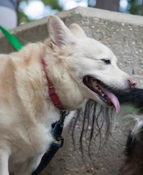 Dog at park Stock Photos