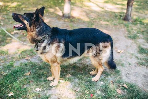 Dog in the park Stock Photos