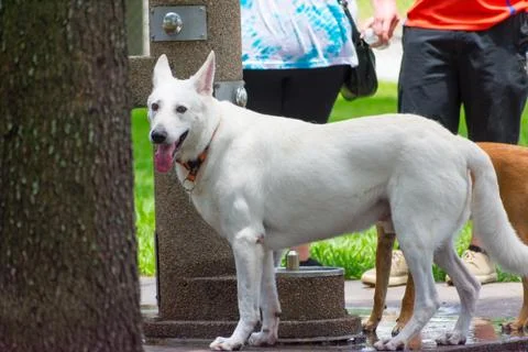 Dog Park Stock Photos