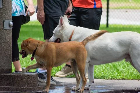 Dog Park Stock Photos
