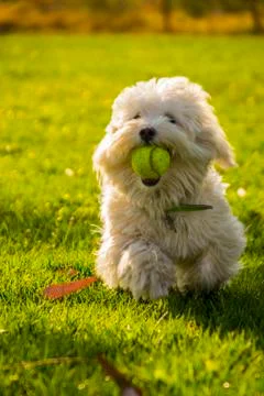 Dog at Park Stock Photos