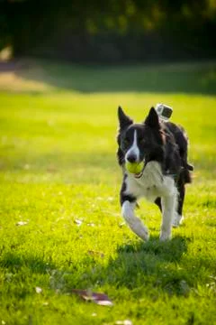 Dog at Park Stock Photos
