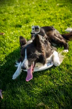 Dog at Park Stock Photos
