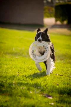 Dog at Park Stock Photos