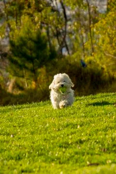 Dog at Park Stock Photos