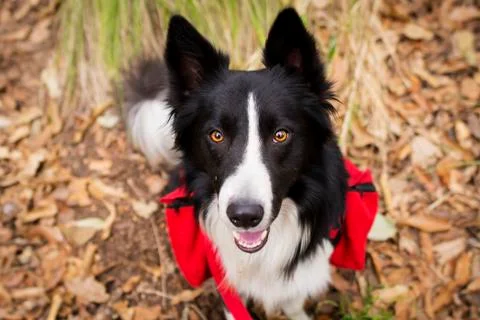 Dog at Park Stock Photos