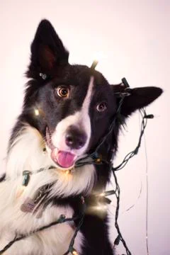Dog at Park Stock Photos