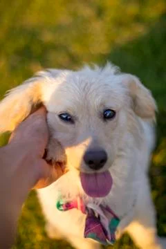 Dog at Park Stock Photos