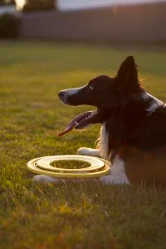 Dog at Park Stock Photos