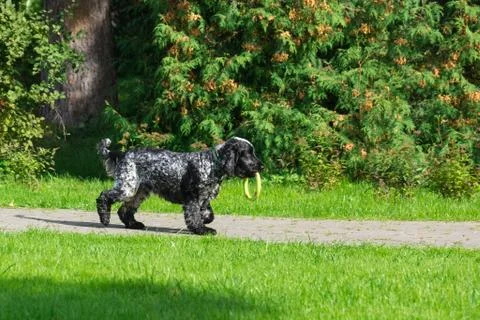 Dog in the park Stock Photos