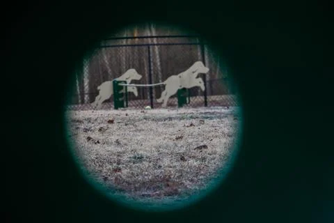 Dog Park Stock Photos