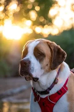 Dog at Park Stock Photos