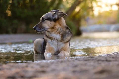 Dog at Park Stock Photos