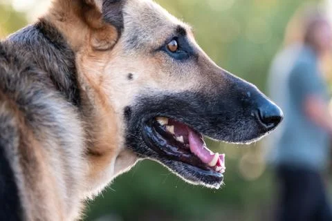 Dog at Park Stock Photos